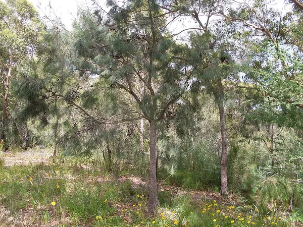 Allocasuarina distyla