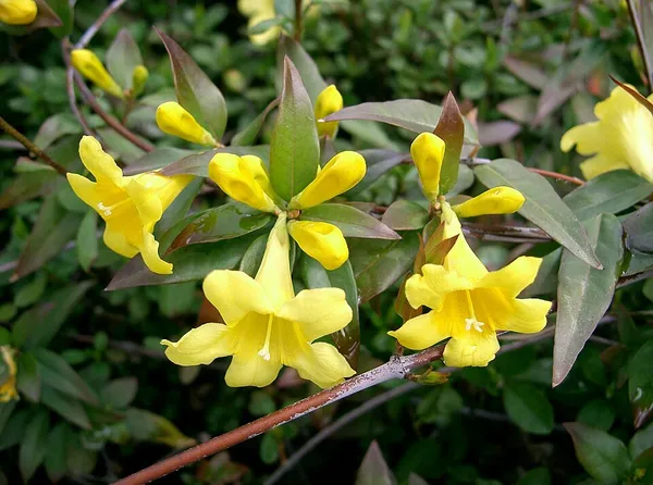 Gelsemiaceae