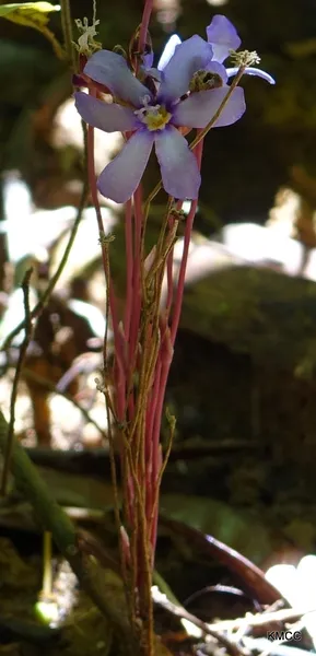 Geosiris