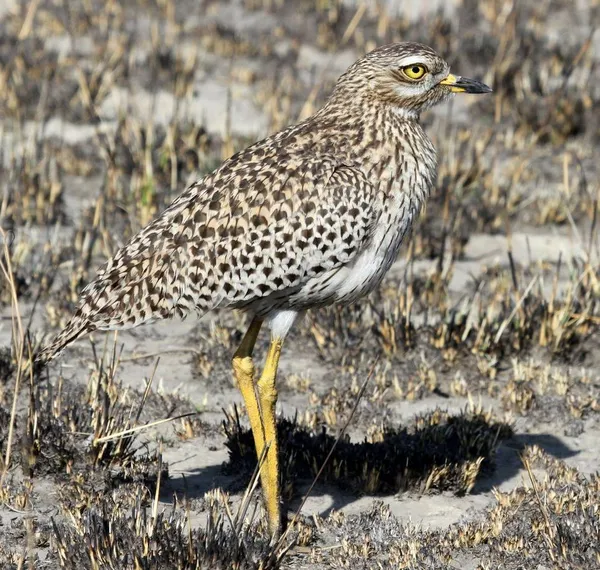 Burhinus