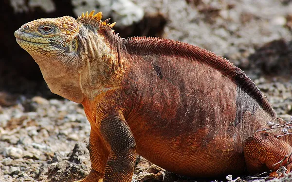 Galápagos land iguana