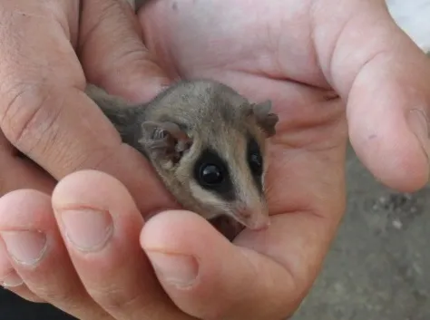 Grayish mouse opossum