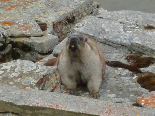 Alaska marmot