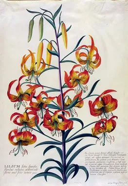 Botanical illustration