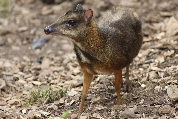 Java mouse-deer