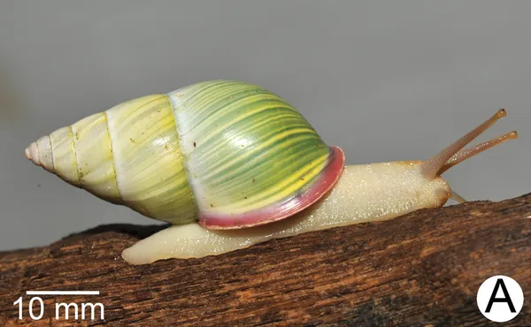 Amphidromus