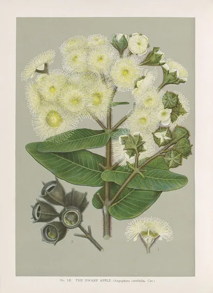 Angophora hispida