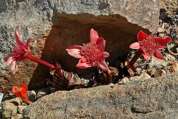 Haemanthus