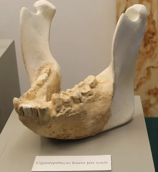 Gigantopithecus