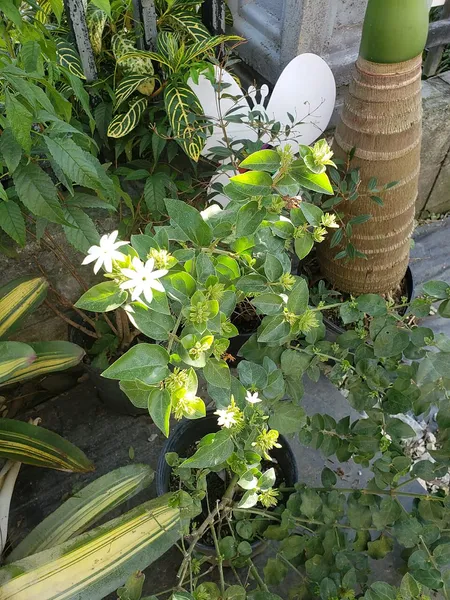 Buxus citrifolia