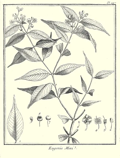 Eugenia biflora
