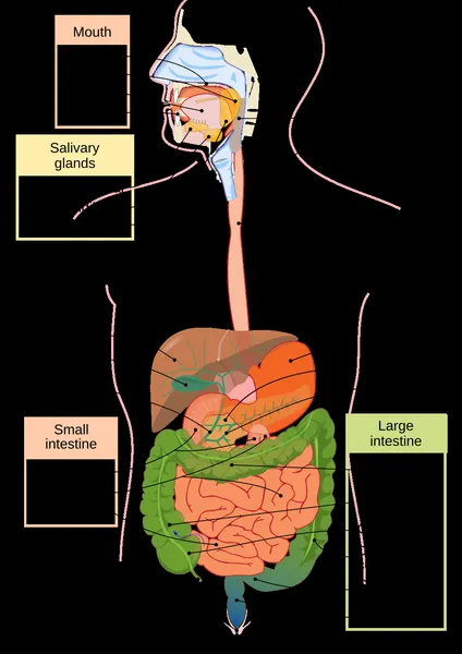 Gastroenterology