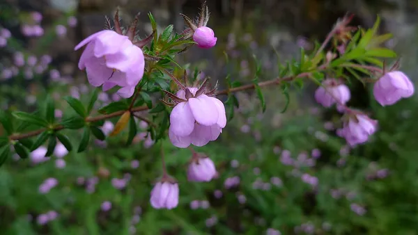 Bauera rubioides