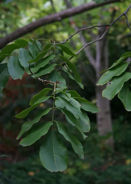 Cyclocarya