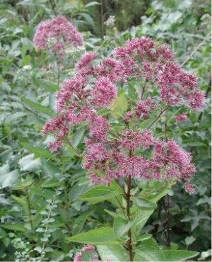 Eutrochium
