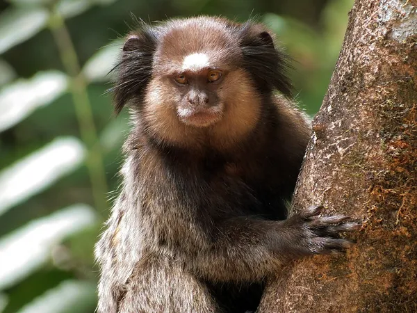 Black-tufted marmoset