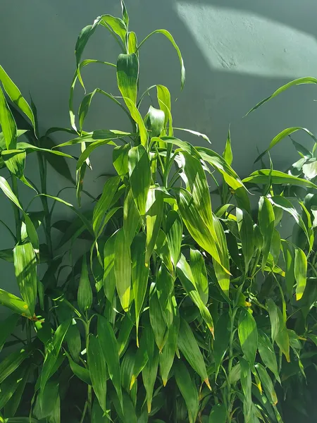 Dracaena sanderiana