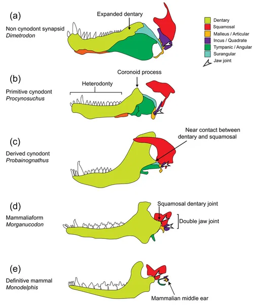 Evolution of mammalian auditory ossicles