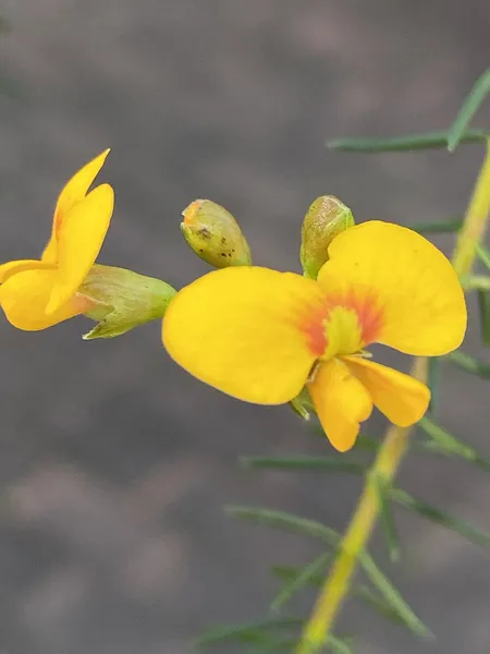 Dillwynia retorta