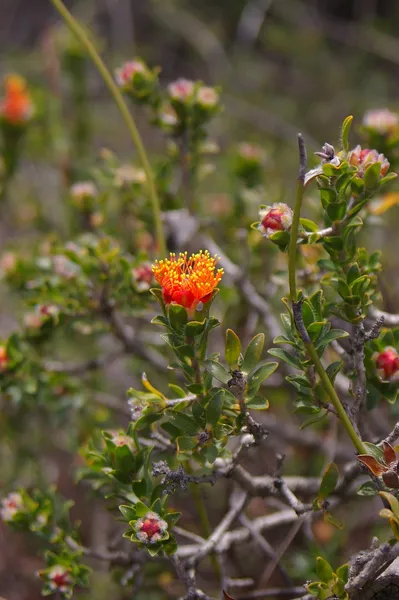 Eremaea (plant)