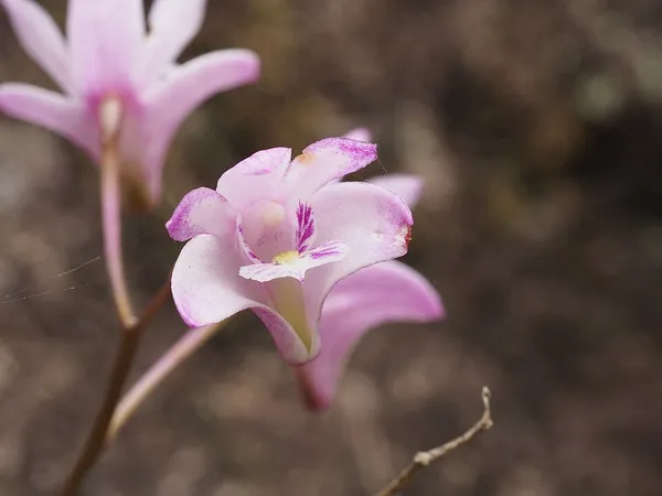 Dendrobium kingianum