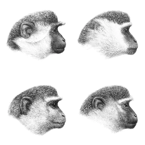Chlorocebus