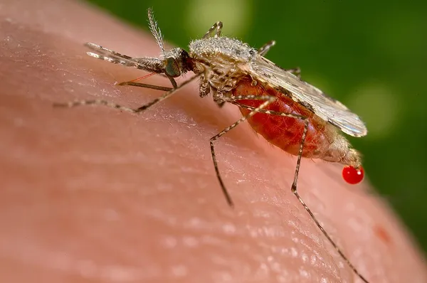 Disease vector