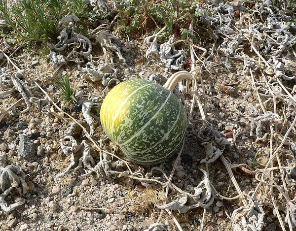 Cucurbita palmata