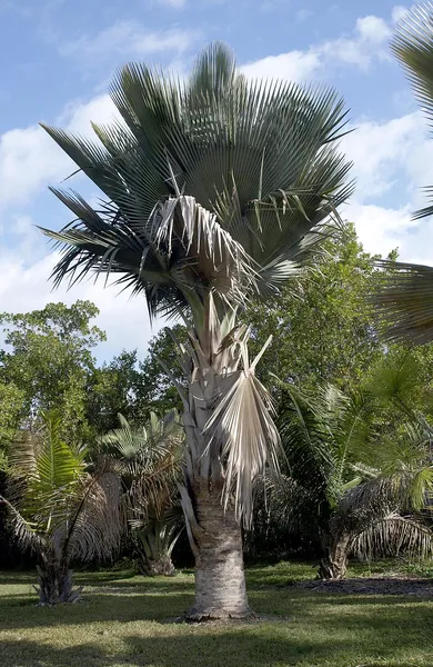 Copernicia fallaensis