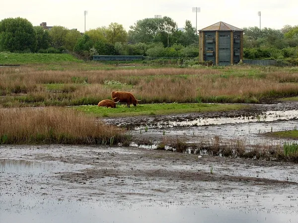 Conservation grazing