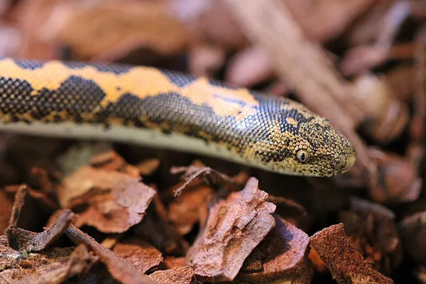 Eryx colubrinus
