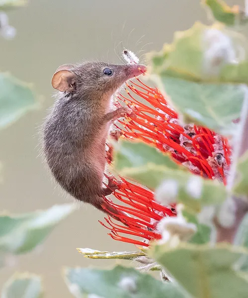 Honey possum