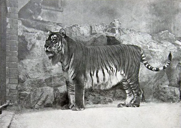 Caspian tiger