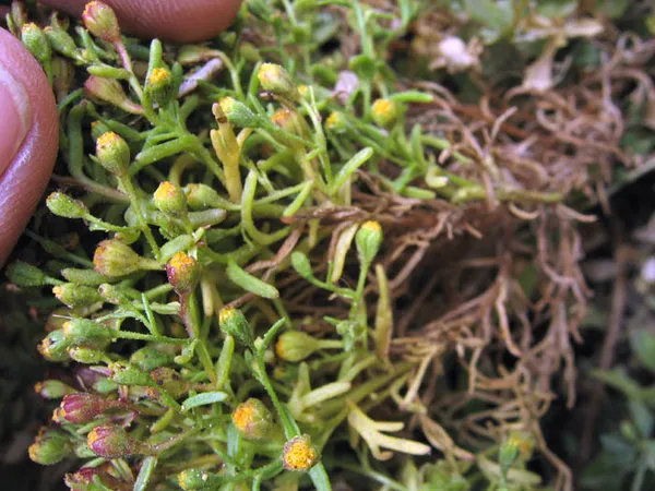 Amblyopappus