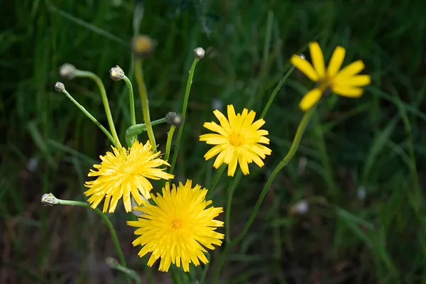 Hypochaeris radicata