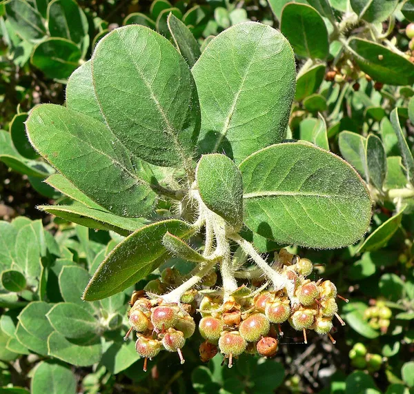 Arctostaphylos confertiflora
