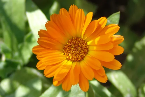 Calenduleae