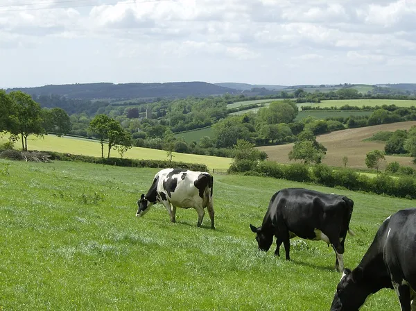 Blackdown Hills