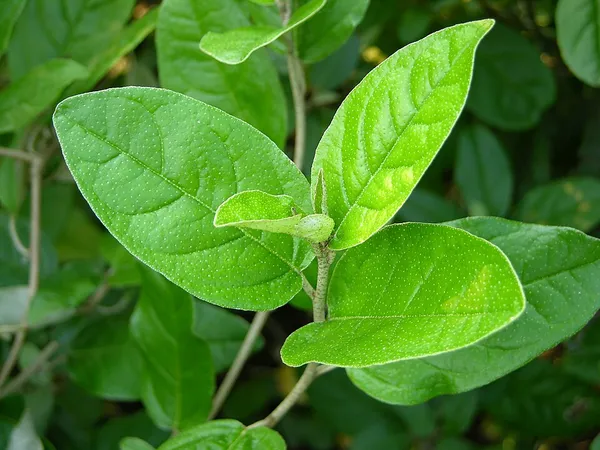 Croton alabamensis