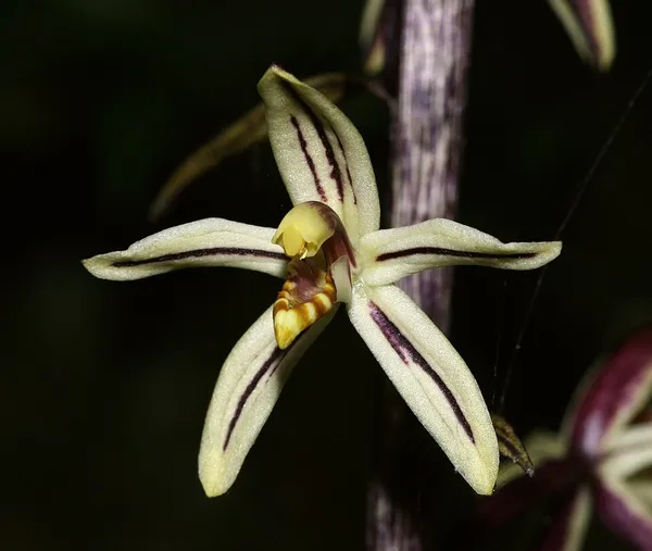 Aphyllorchis