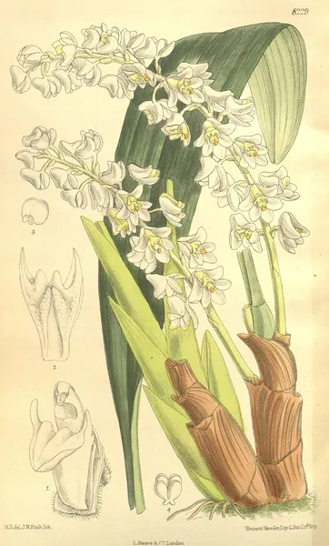 Bryobium