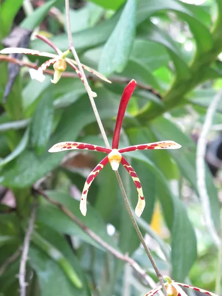 Arachnis (plant)