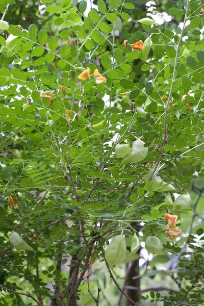 Colutea
