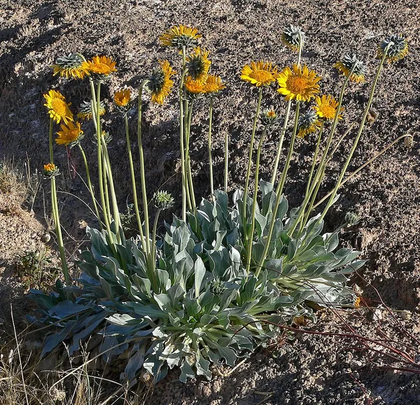 Enceliopsis