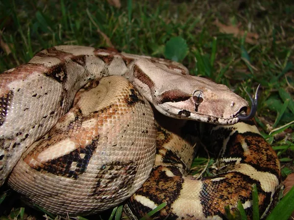 Boa imperator