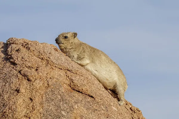 Fauna of Africa