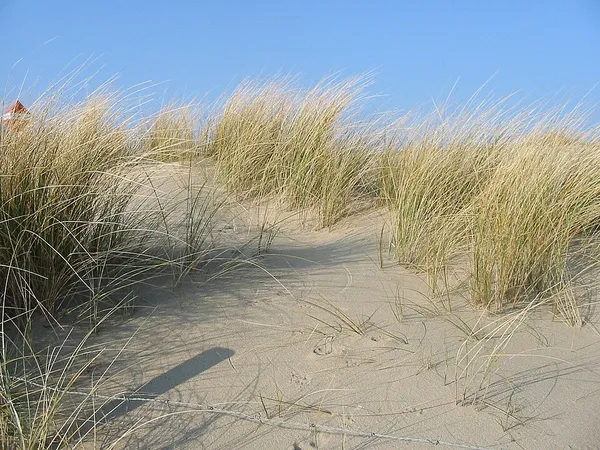 Ammophila (plant)