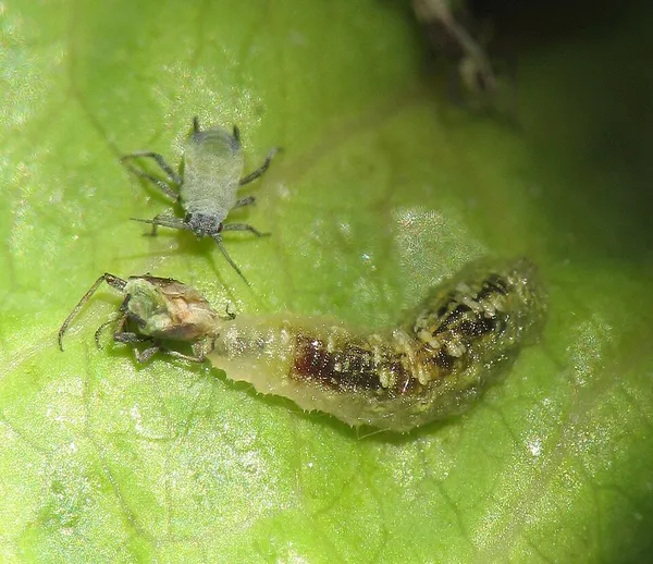 Biological pest control