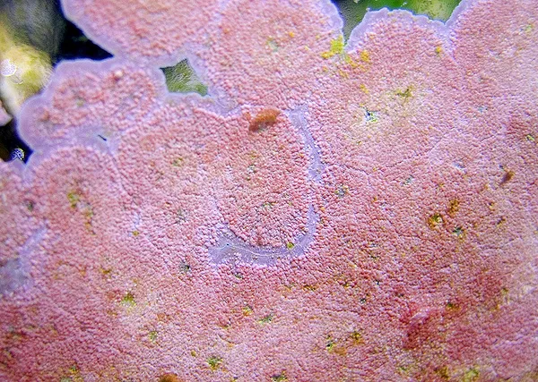 Coralline algae