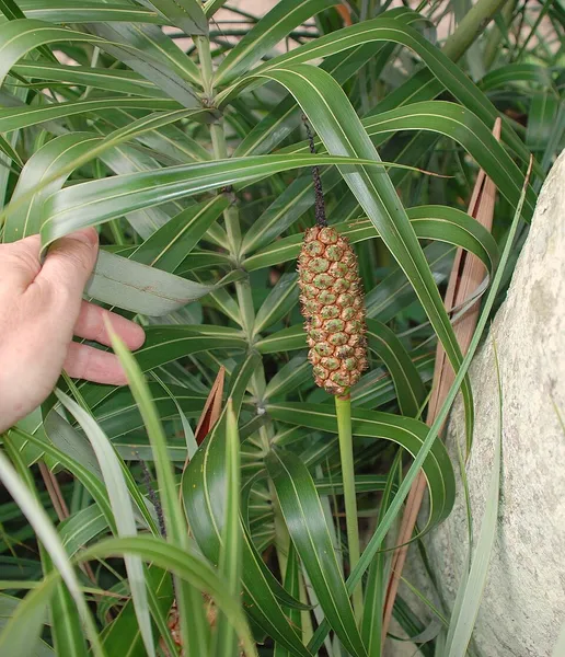 Allagoptera